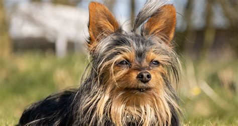 cachorro iorque|Yorkshire terrier: personalidade e características da raça.